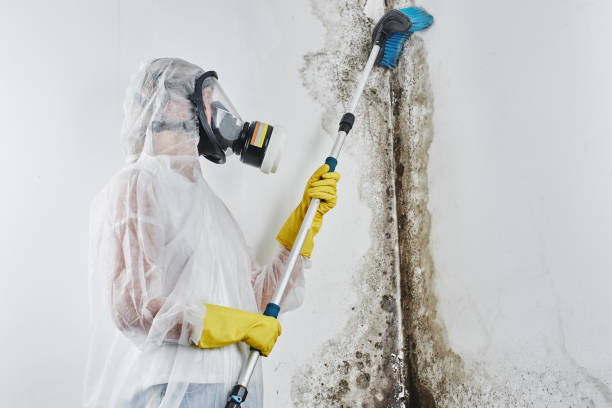 Best Attic Mold Removal  in Newcomerstown, OH