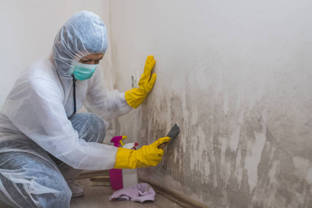 Best Mold Removal Company Near Me  in Newcomerstown, OH