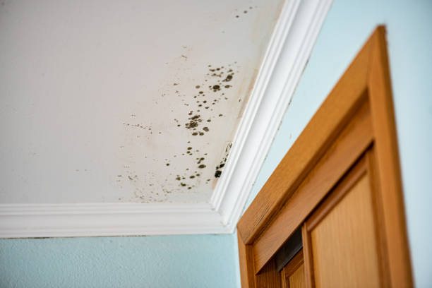 Best Mold Removal Near Me  in Newcomerstown, OH
