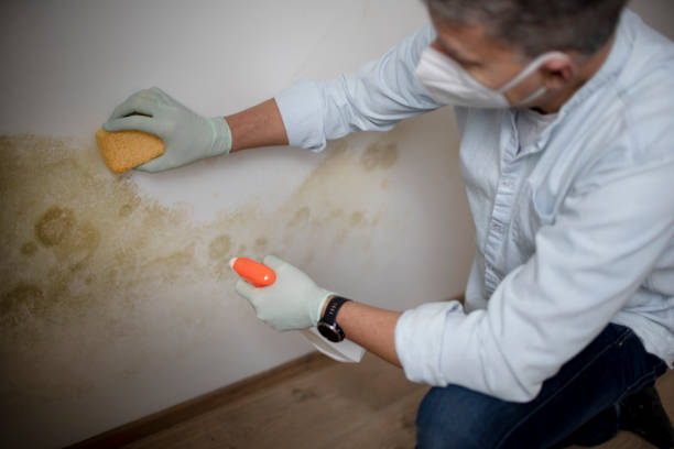 Best Commercial Mold Removal  in Newcomerstown, OH