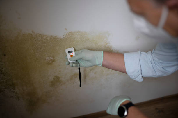 Best Affordable Mold Removal  in Newcomerstown, OH