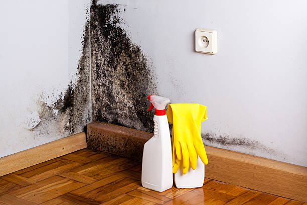 Best Fast Mold Removal  in Newcomerstown, OH