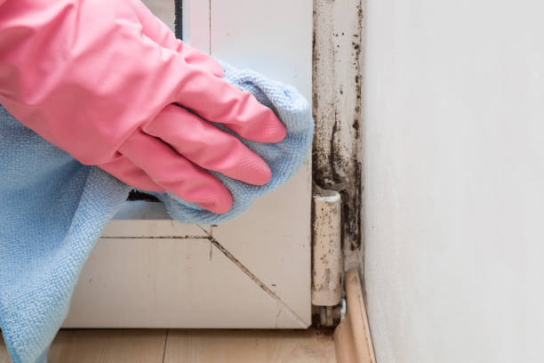 Best Black Mold Removal  in Newcomerstown, OH